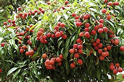 To arrange a visit please call first. . Dwarf lychee tree for sale